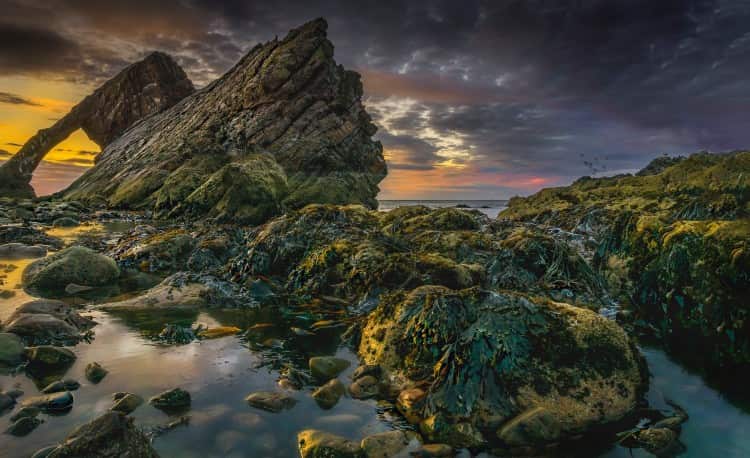 Seaweed