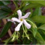 Jasmine Plants Bloom