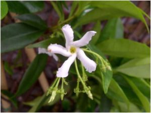 Jasmine Plants Bloom