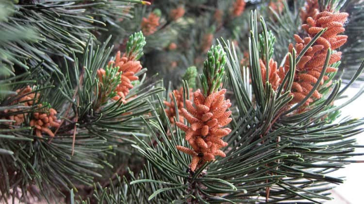Pine Pollen