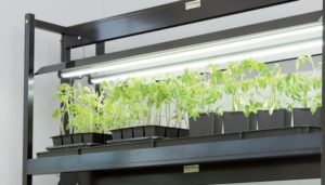 LED lights