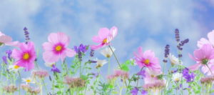 Wildflower Photography Tips