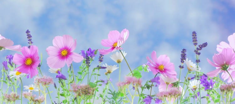 Wildflower Photography Tips