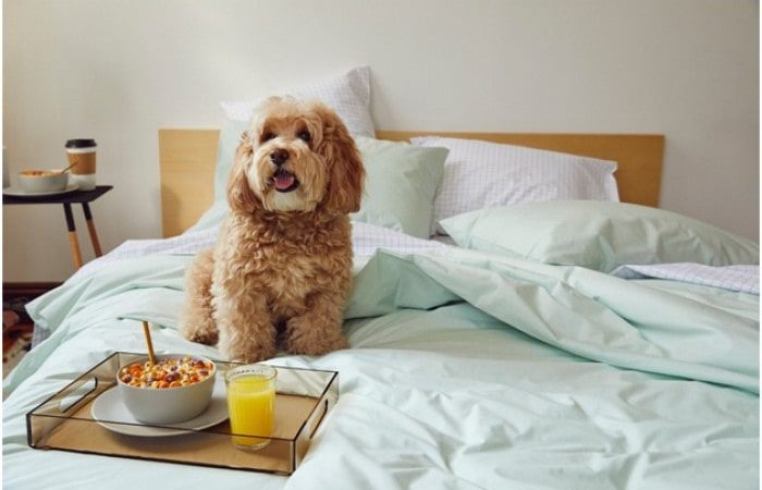How to Keep Your Luxury Bedding Looking Good Even With Lurking Dogs Around How to Keep Your Luxury Bedding Looking Good Even With Lurking Dogs Around