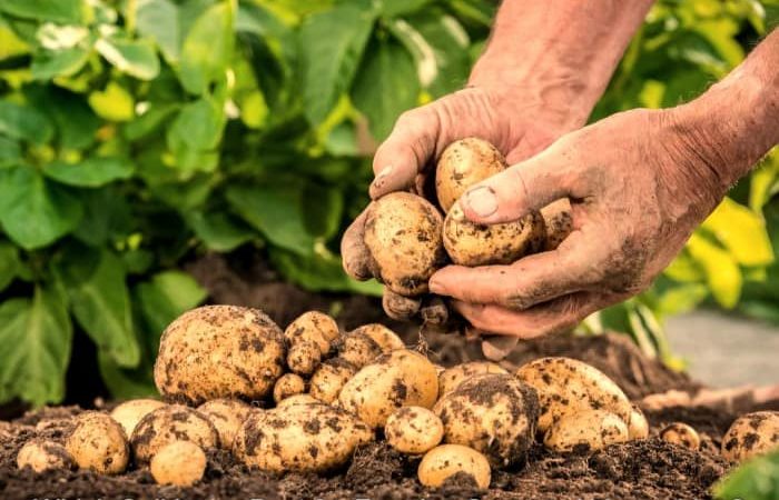 Which Soil is the Best for Farming Seasonal Vegetables? Which Soil is the Best for Farming Seasonal Vegetables?