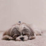how to deep clean a house with pets