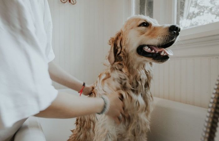 Tips for Grooming and Bathing Pet Dogs by Yourself! Tips for Grooming and Bathing Pet Dogs by Yourself!