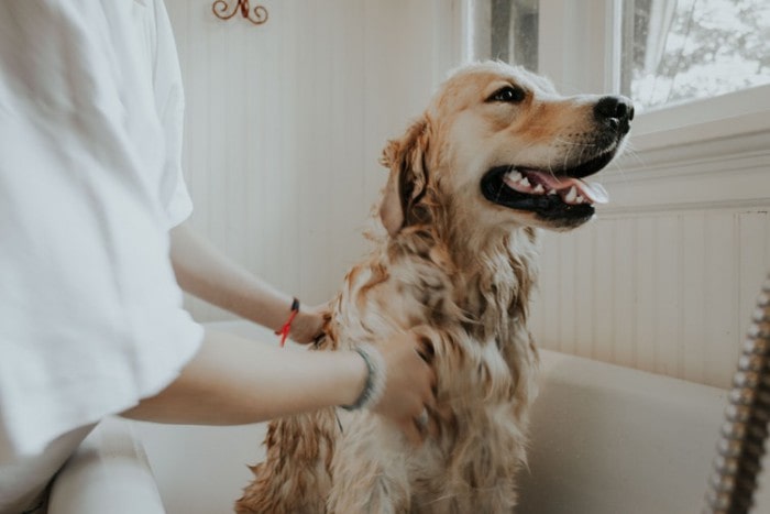 Tips for Grooming and Bathing Pet Dogs by Yourself!