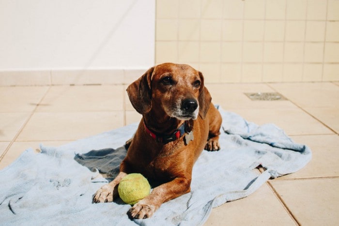 Modern Dog Wash