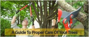 A Guide to Proper Care of Your Trees