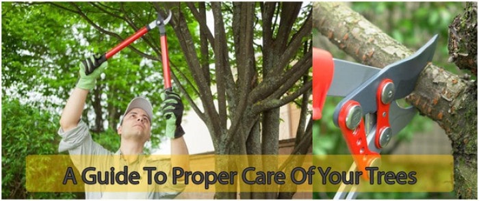 A Guide to Proper Care of Your Trees