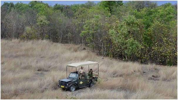 Best Timing for Tiger Safari