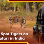 How to Spot Tigers on Tiger Safari in India