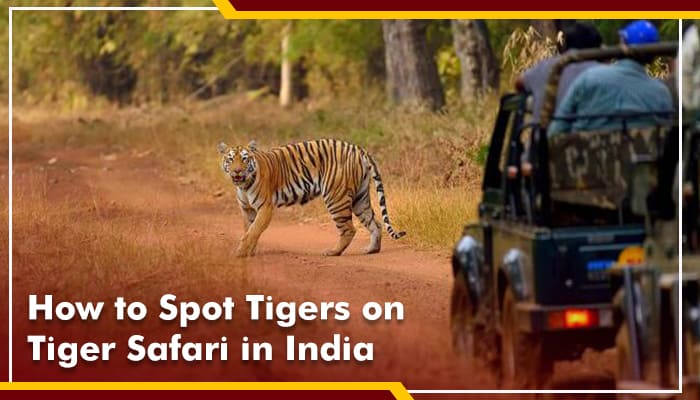 How to Spot Tigers on a Tiger Safari in India?