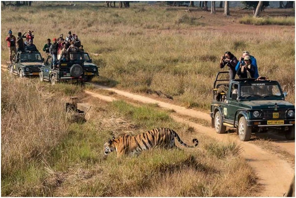 Jungle Safari in India