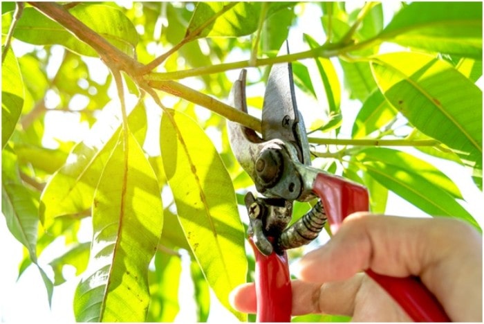 Four Reasons To Hire Professionals For The Trimming And Pruning Of Trees