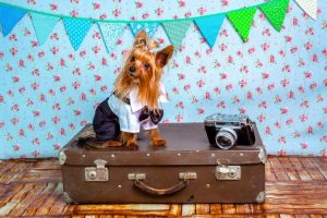 Travel with Your Dog