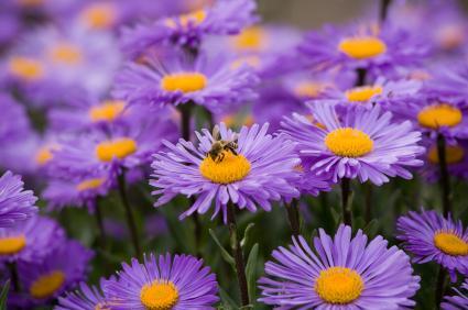 Asters