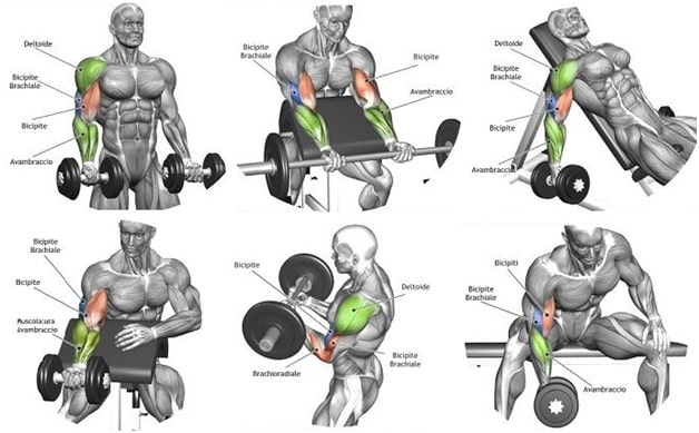 Bicep Exercises