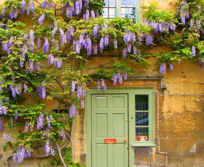 Climbing Vine