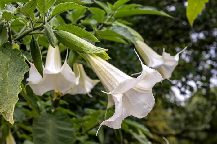 Double White Angel’s Trumpet