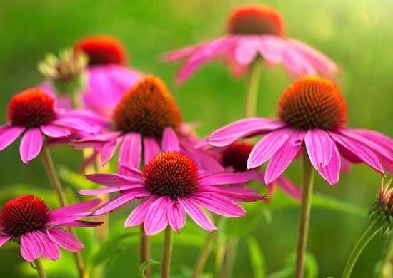 Echinacea