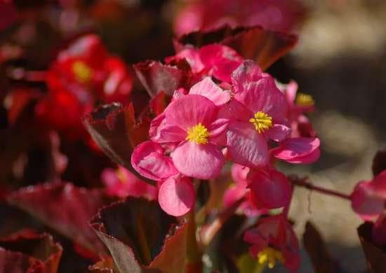 Red Leaf Begonia