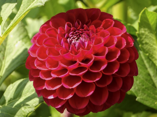 10 Types of Flowers that You Love to Grow in Your Home Yard