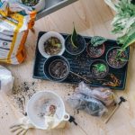 Garden Ideas