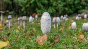 FUSARIUM FUNGUS