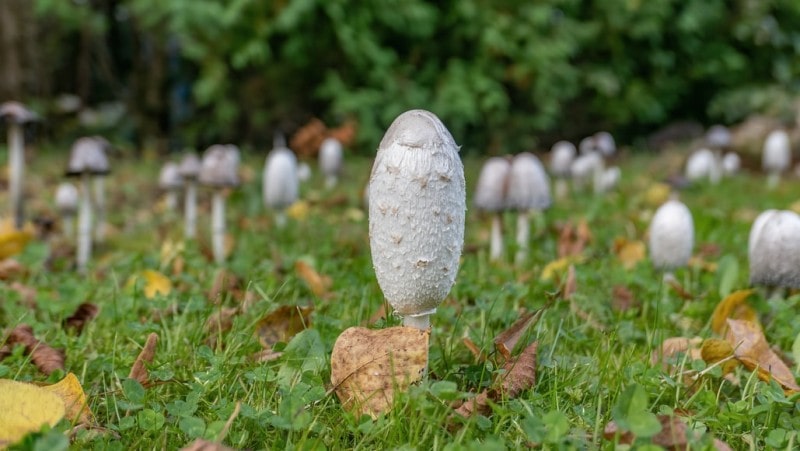 FUSARIUM FUNGUS