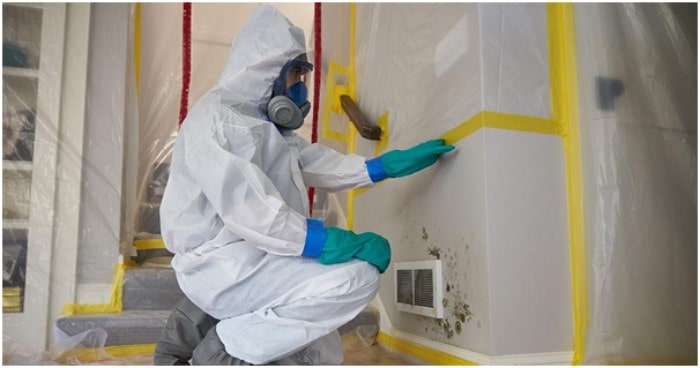 Mold Technician