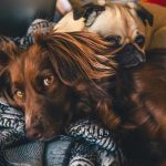 Pet Insurance
