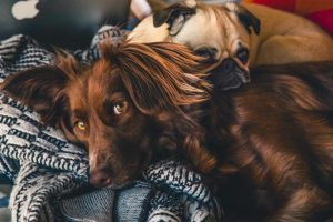 Pet Insurance
