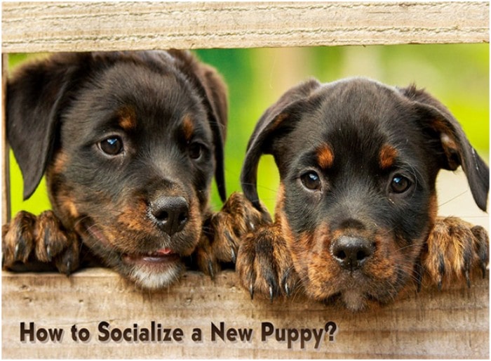 How to Socialize a New Puppy?