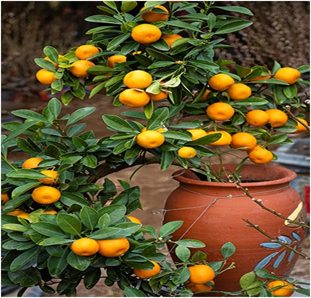 Citrus Trees