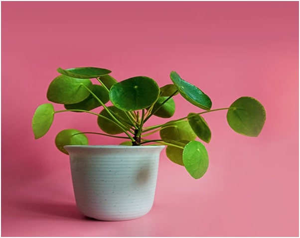 Money Plant