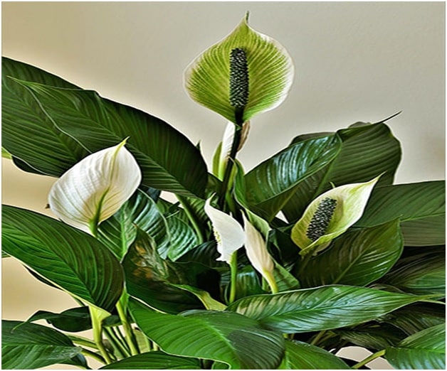 Peace lily