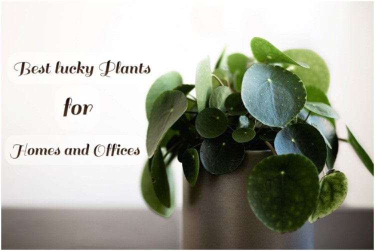 Best lucky Plants for Homes and Offices